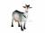 DPP_58 DPP_58