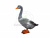 DPP_397 DPP_397