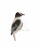 DPP_886 DPP_886
