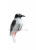 DPP_884 DPP_884